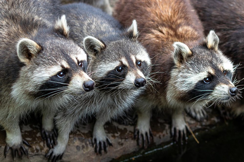 Racoons in the winter