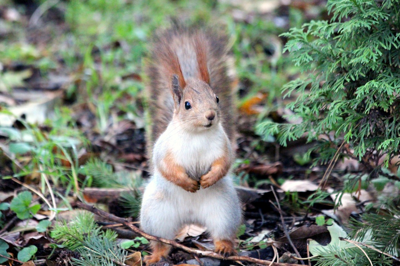 Interesting Facts About Squirrels Covenant Wildlife