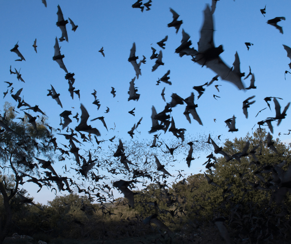 Mexican Free-tailed bats