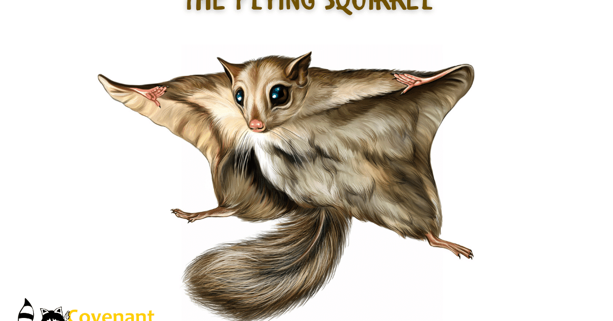 Are Flying Squirrels a Problem or a Pet? - Covenant Wildlife