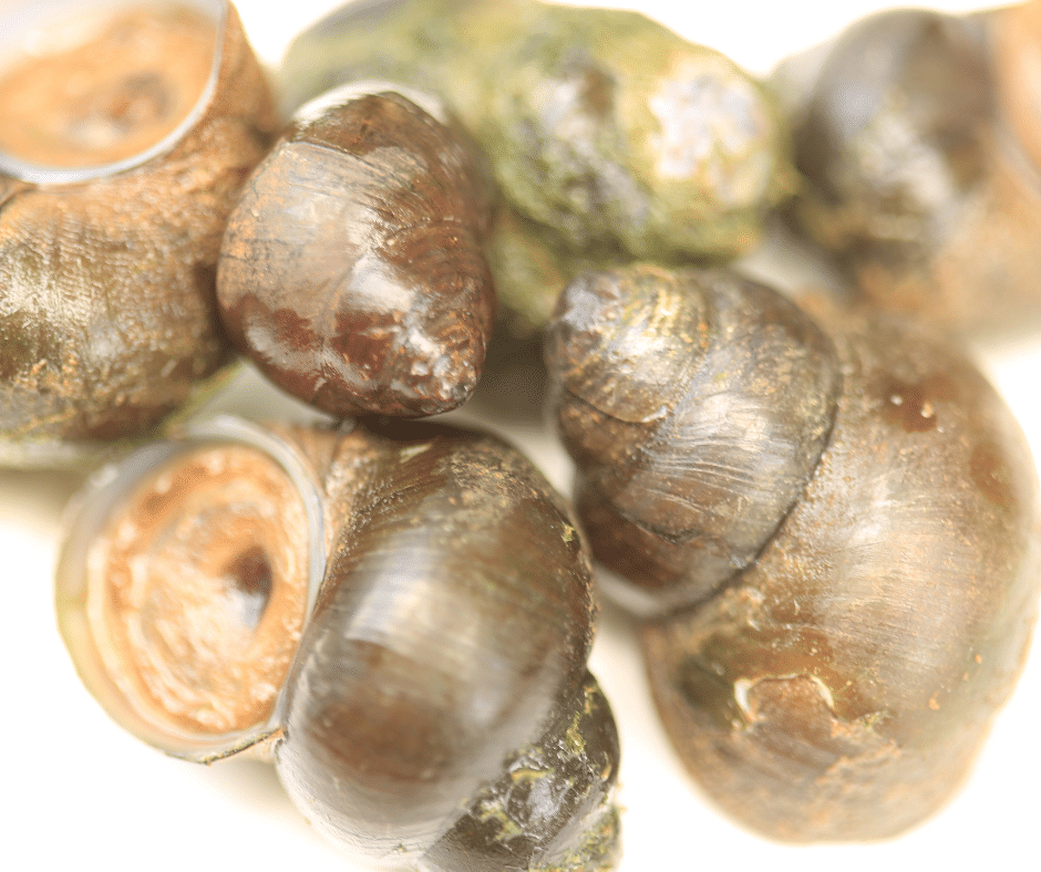 freshwater snails and mussels