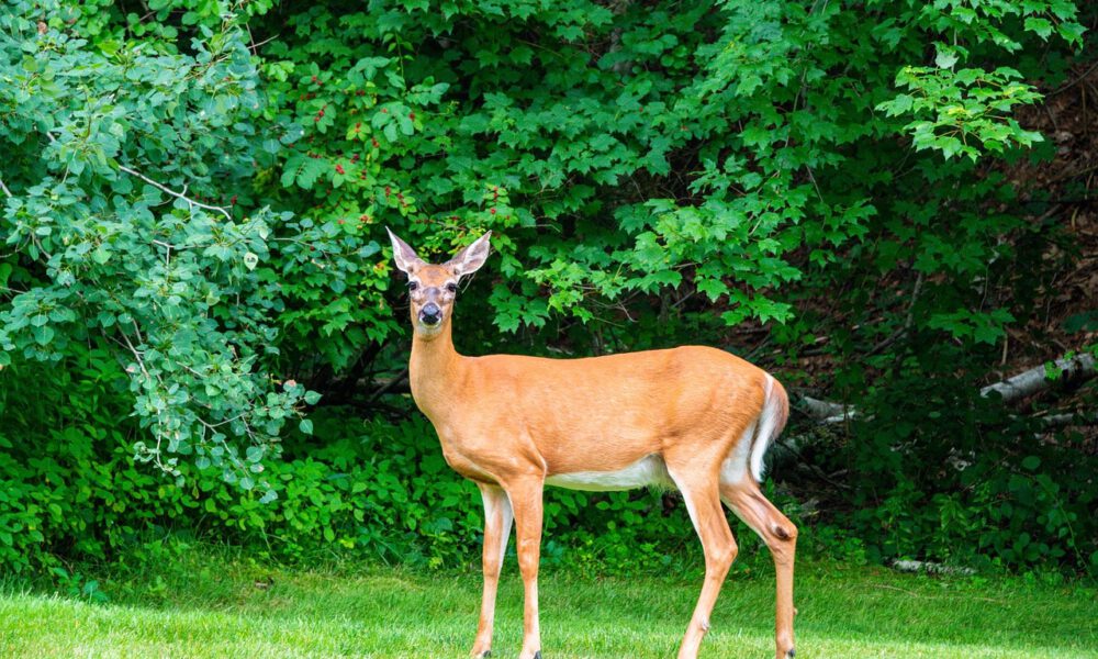 white-tail deer for wildlife exclusion