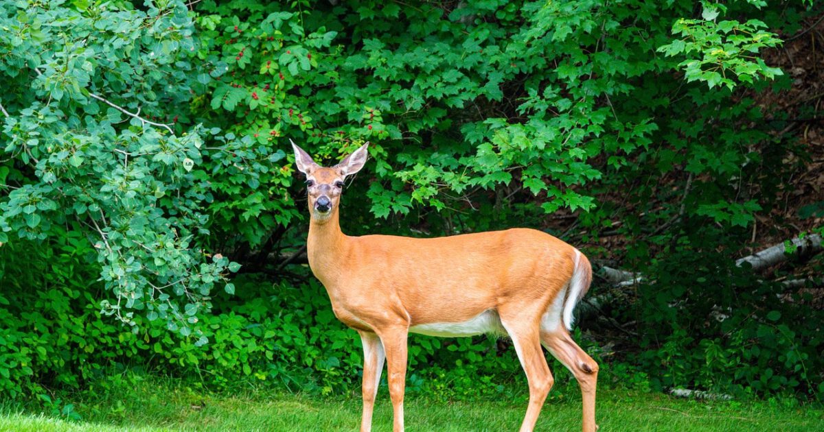 Two Phases of Exclusion Process to Keep Wildlife and Rodents Out of Your  Home - World Class Wildlife Removal