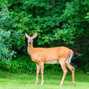 white-tail deer for wildlife exclusion