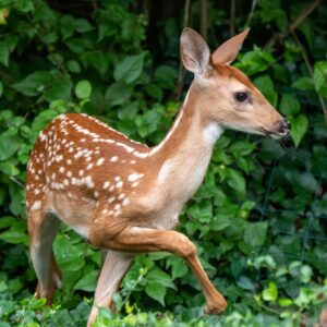 terrestrial Habitats white-tail deer
