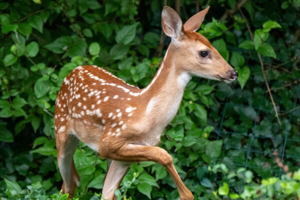Plants repel animals terrestrial Habitats white-tail deer