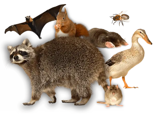 Critter Control Services Image of several types of critters