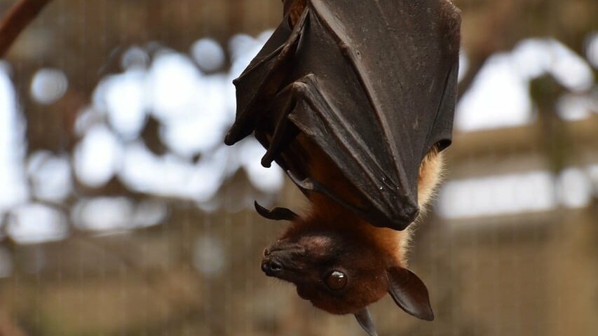Can Bats Be Good- dangers of bats