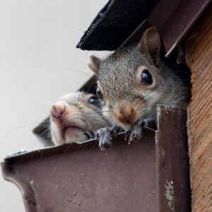 Critter Control Services photo of squirrels coming out of the roof