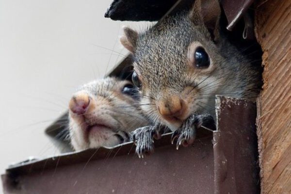 Critter Control Services photo of squirrels coming out of the roof
