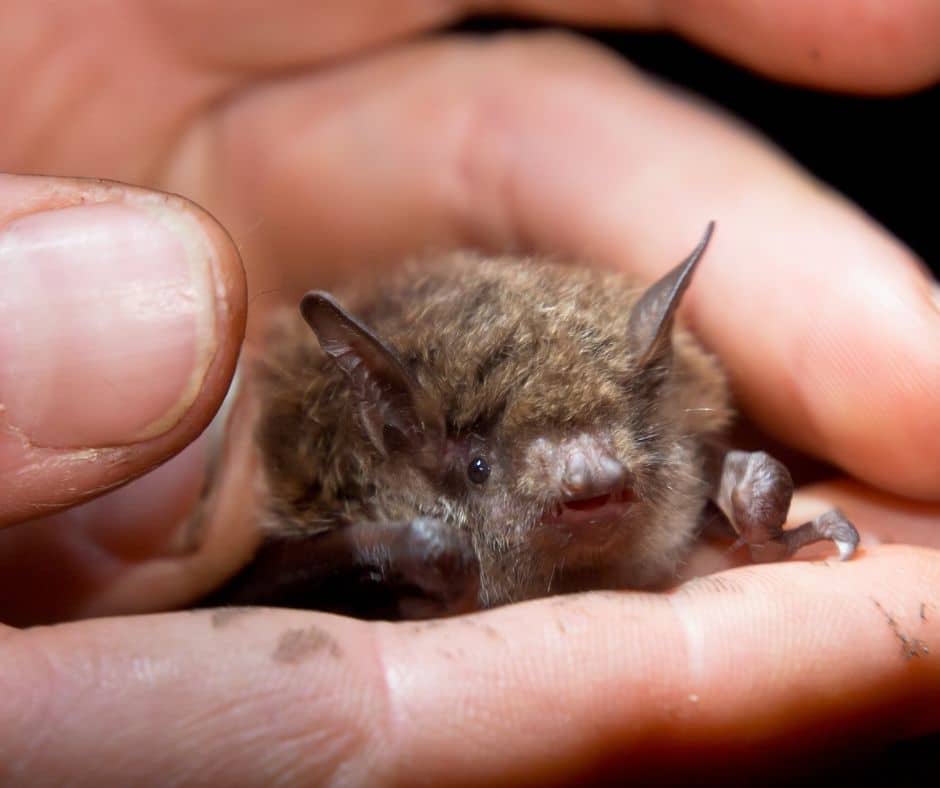 Tiny Bat for Bat Exclusion