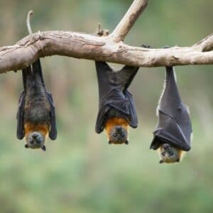 Bat Exclusion image of 3 bats