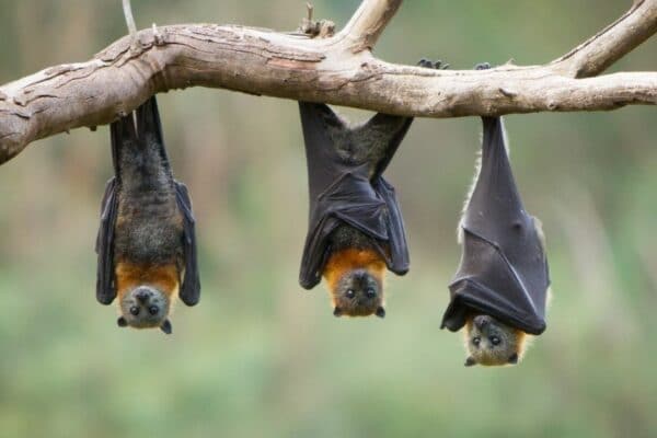 Bat Exclusion image of 3 bats