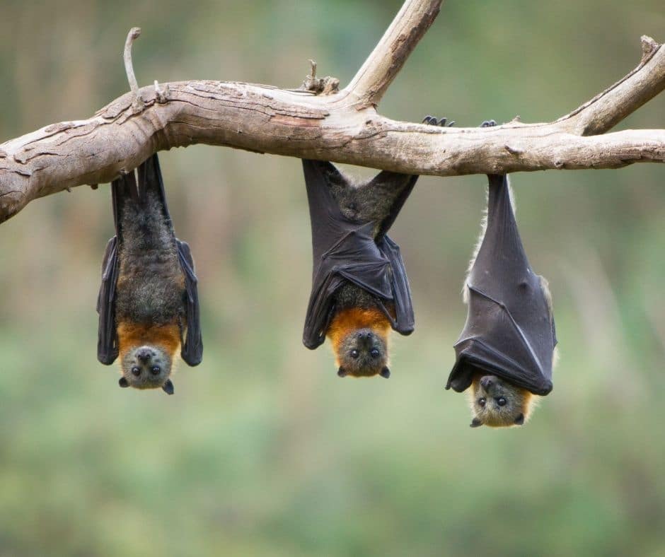 Bat Exclusion image of 3 bats in bat season