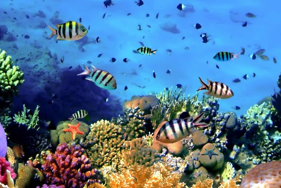 Aquatic Habitats of the World - Covenant Wildlife