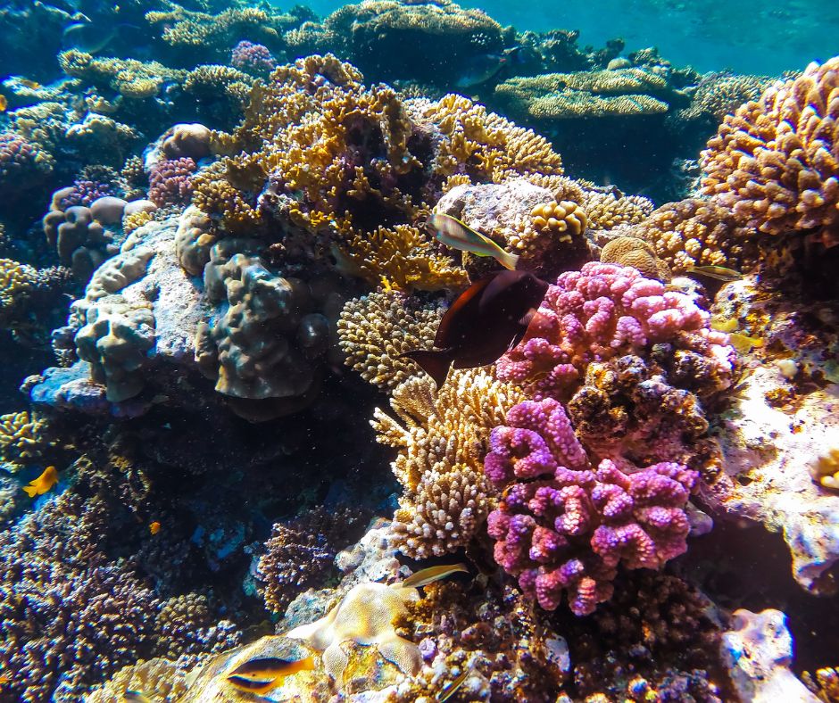 Coral Reef Aquatic Habitat