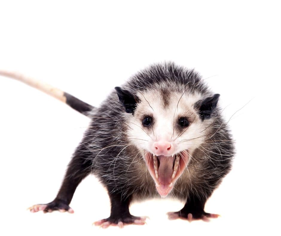 Horror Stories Opossum