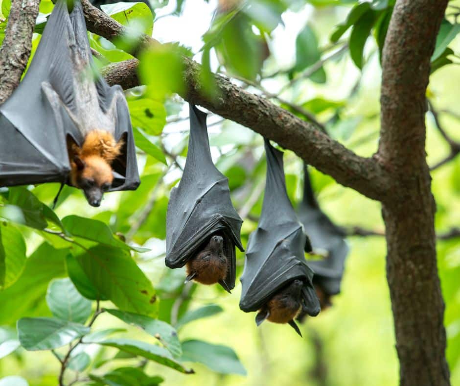 Vampire Bats Hanging in a Tree