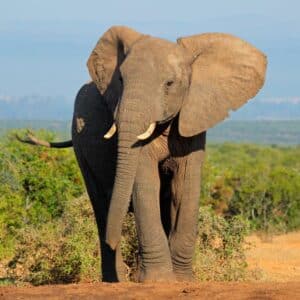 Illegal trade African Elephant