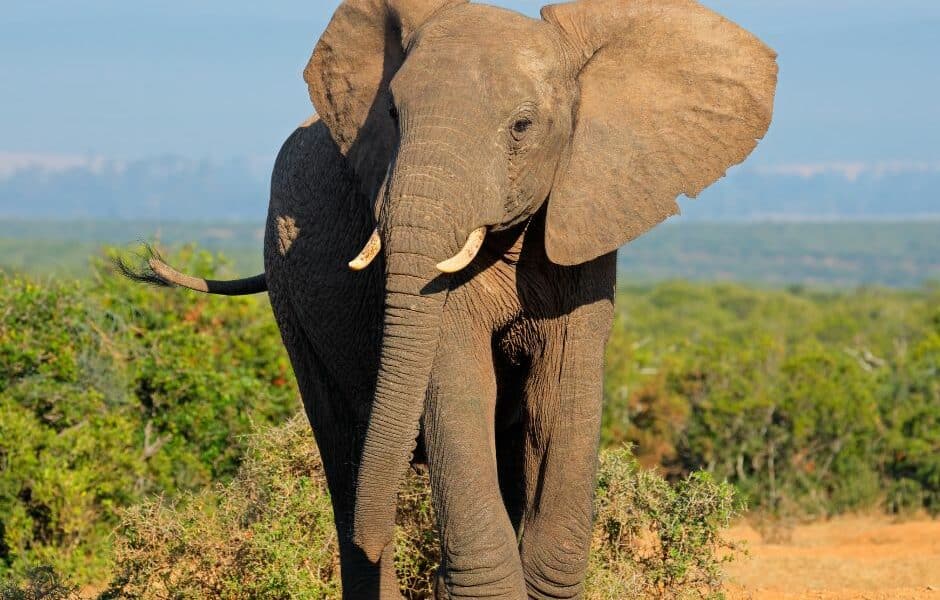 Illegal trade African Elephant