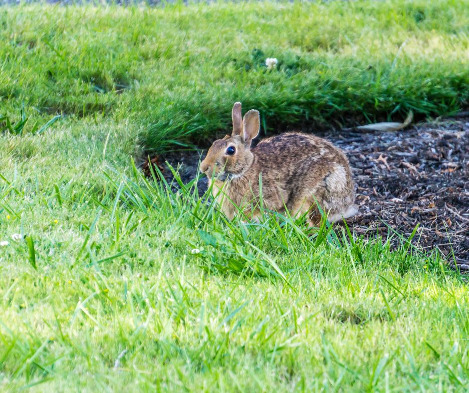 rabbits in the yard