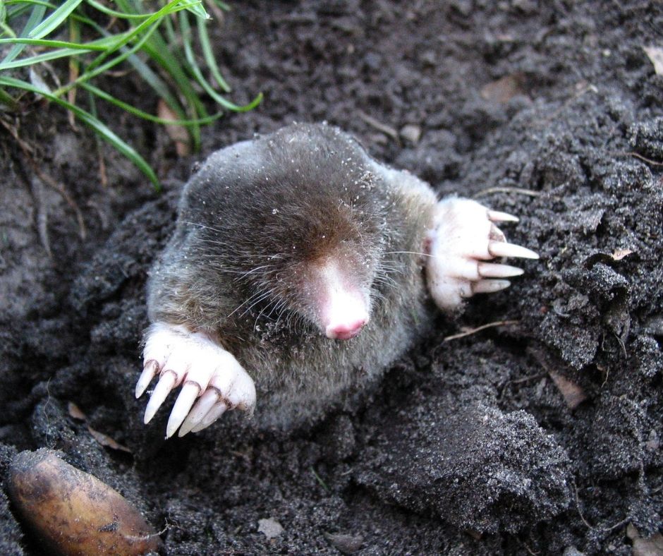 Moles in the yard- plants repel animals