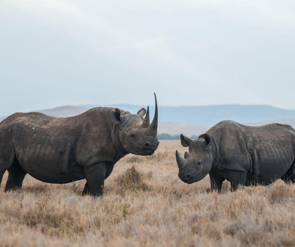 Endangered Wildlife African Rhino