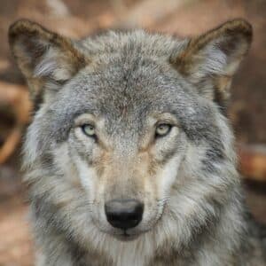 Gray wolf endangered species