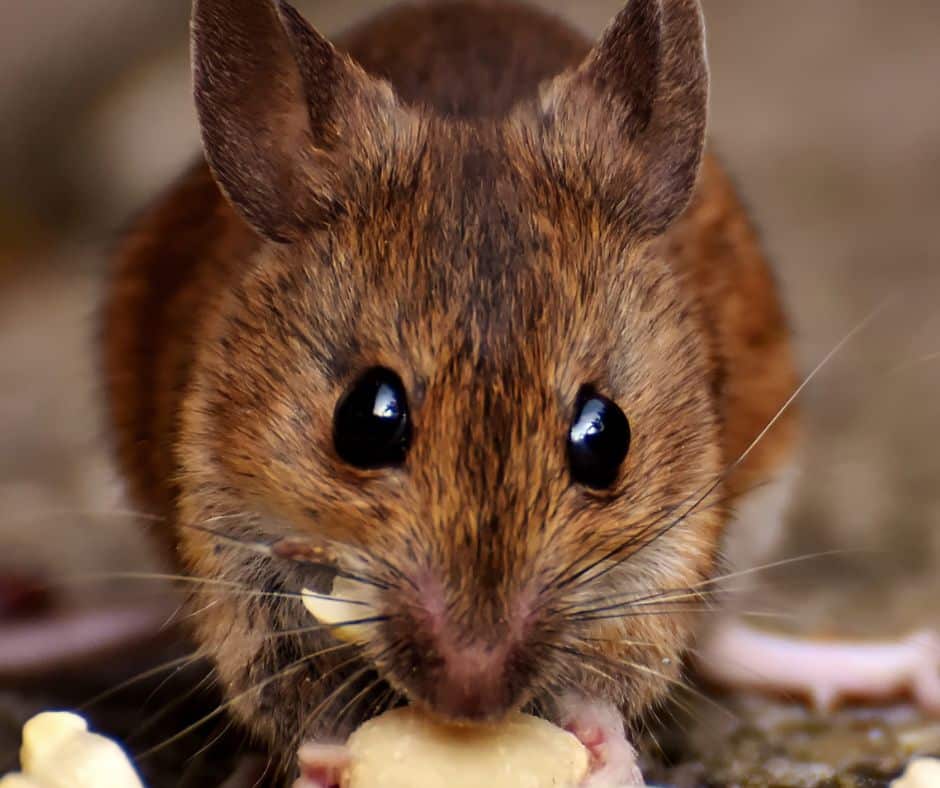 image of a mouse eating nuts