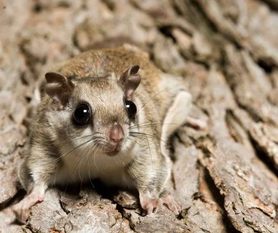 A flying squirrel perched on a tree trunk.