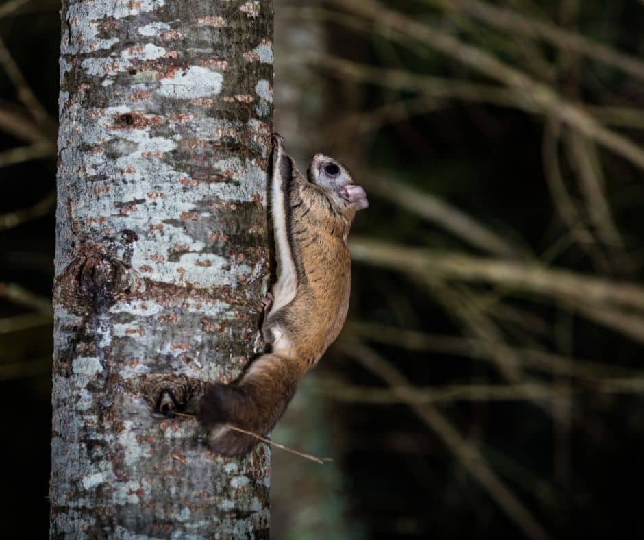 Flying squirrels in the attic image running up a tree.