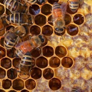 Facts About Honey Bees image of a hive.