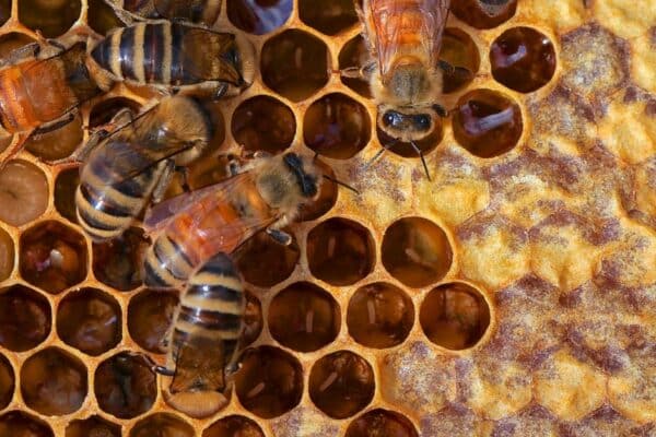 Facts About Honey Bees image of a hive.