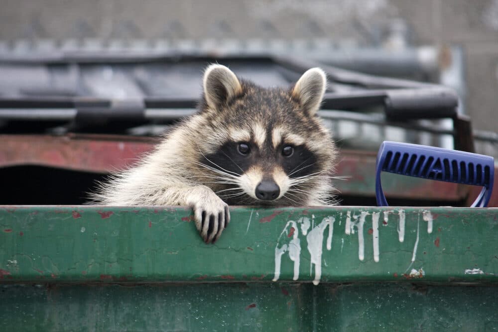 facts about raccoons