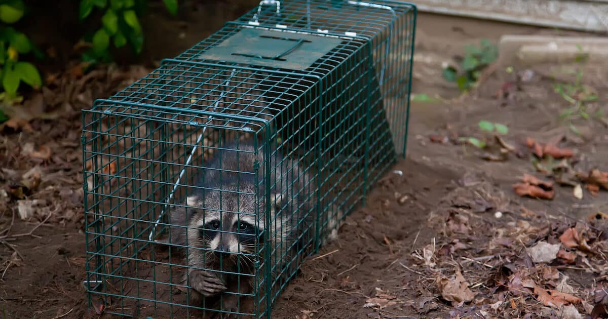 https://covenantwildlife.com/wp-content/uploads/2023/06/animaltrapping-1200x630.jpeg