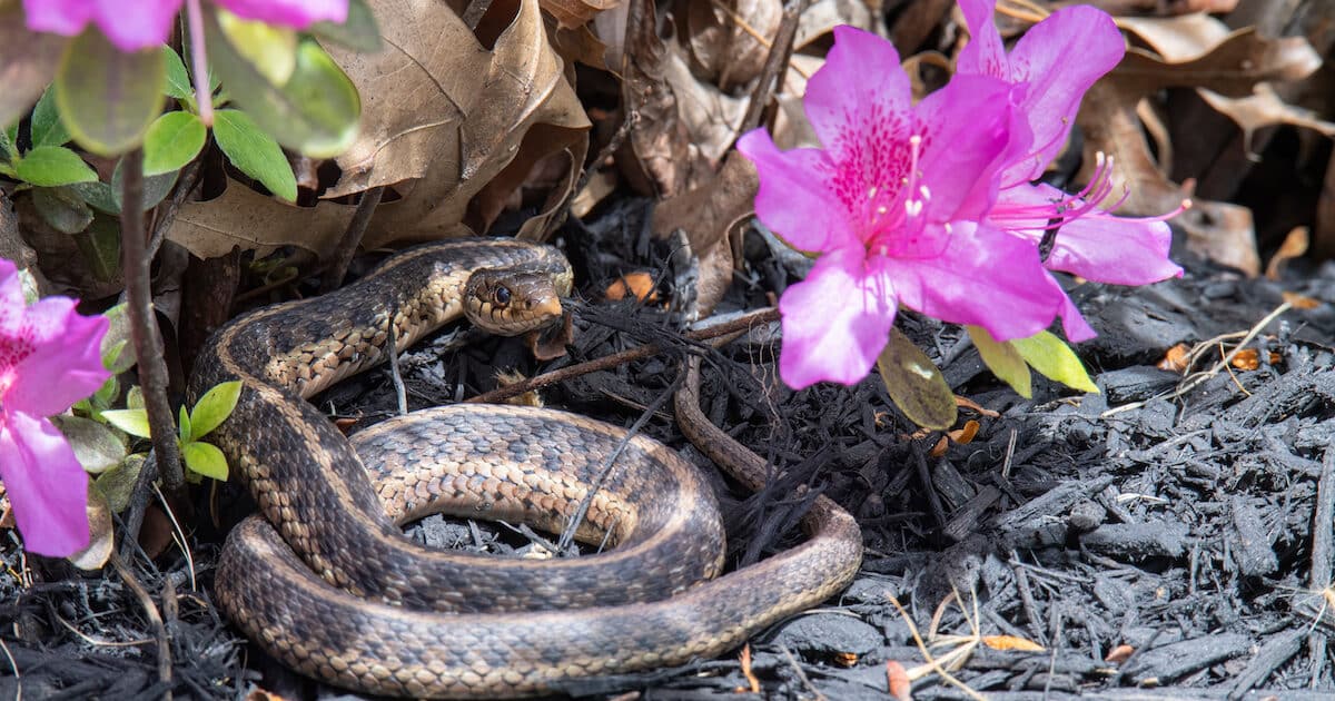 Unlock the Secrets of Snakes: Join our Basic Online Course in Snake Ecology  on November 4th & 5th, 2023, from 4 PM to 6 PM via Google Meet.…