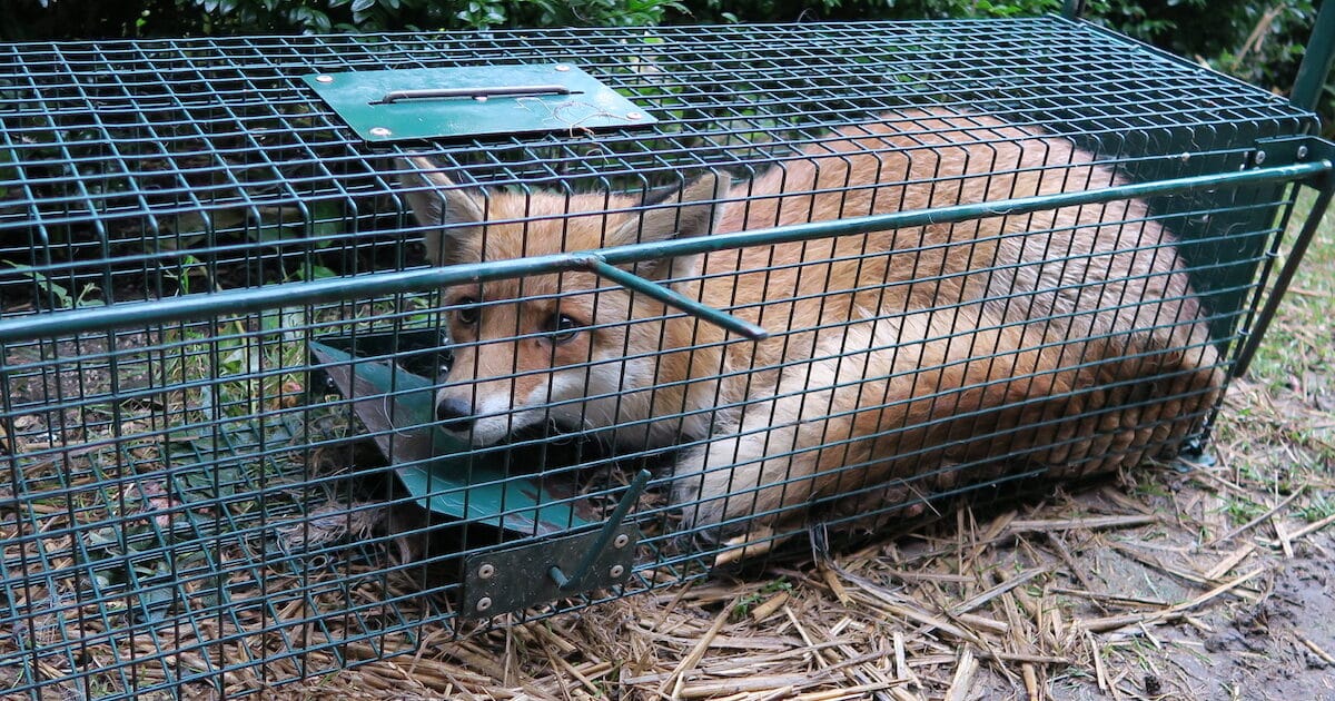 Dog & Fox Traps Australia - Professional Trapping Supplies