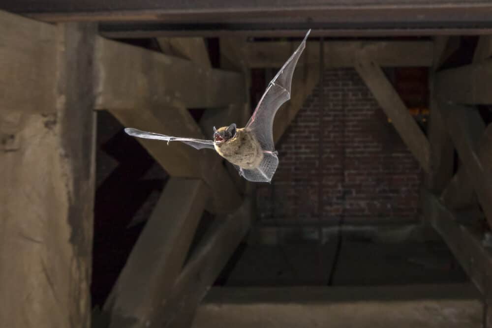 bats cause damage to your home