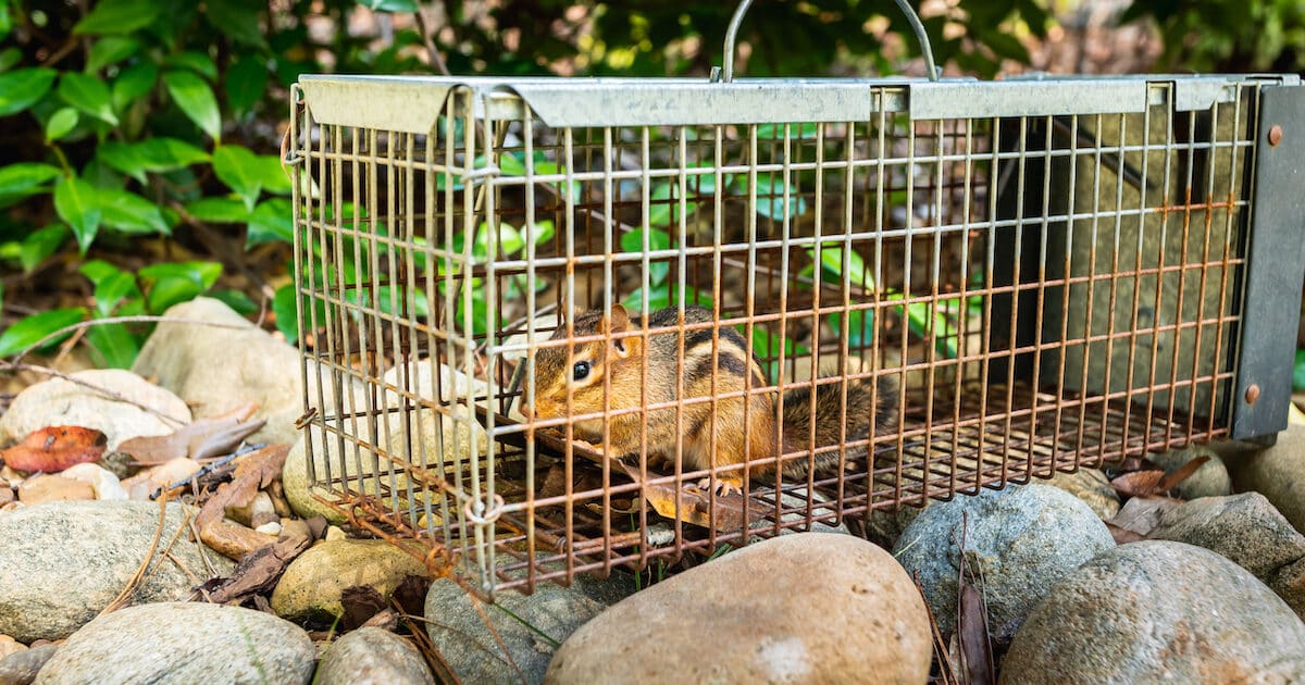 Flying Squirrel Removal - Covenant Wildlife