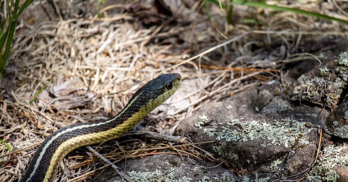 How to Keep Snakes Away From Your Yard Covenant Wildlife