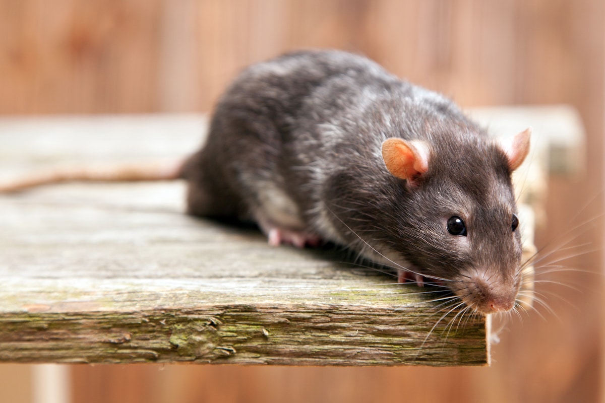 How to Get Rid of Rats (Both Inside and Outside Your Home)