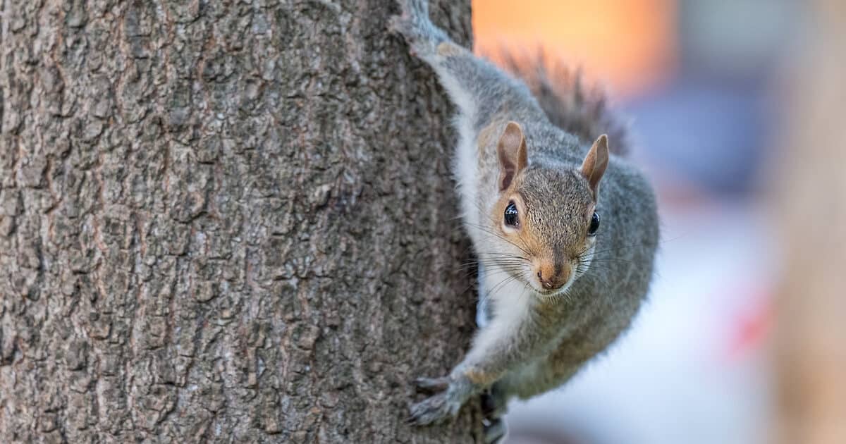 What’s in Your Backyard? Common Wildlife in Alabama - Covenant Wildlife