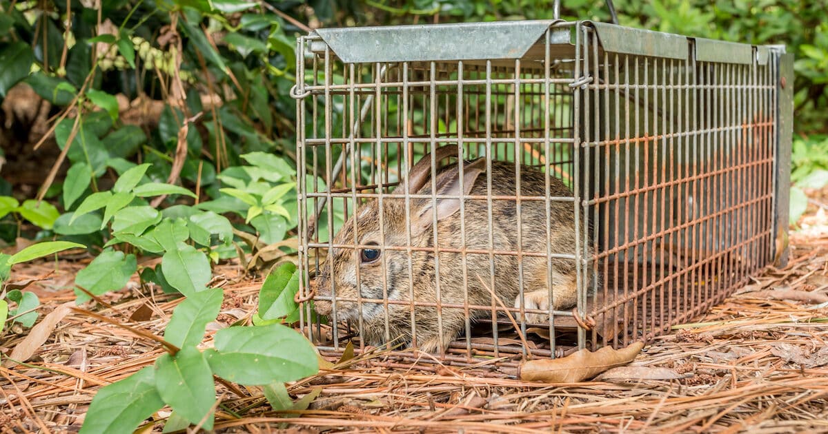 What To Expect During The Wildlife Removal Process: A Step-by-Step ...