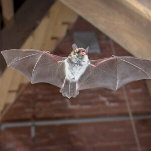 How Do Bats Get in the House? 