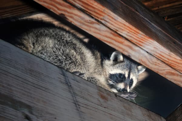 removing raccoons from attic