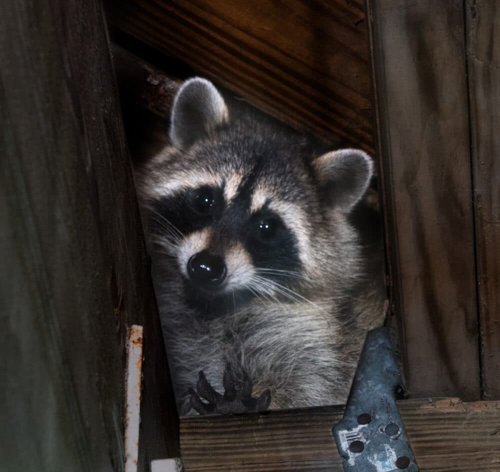 removing raccoons from attic