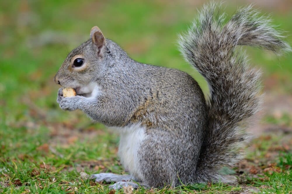 grey squirrel