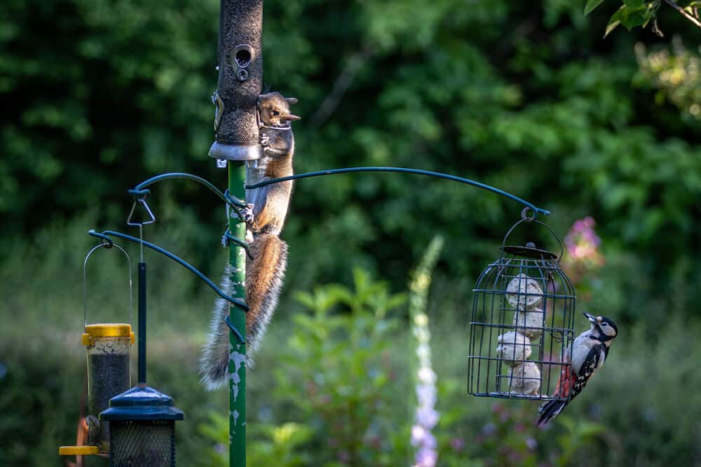 grey squirrel