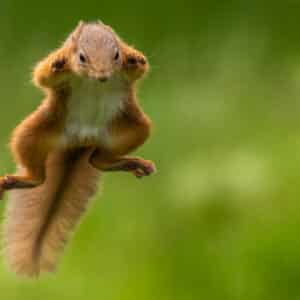 Flying Squirrel Activity