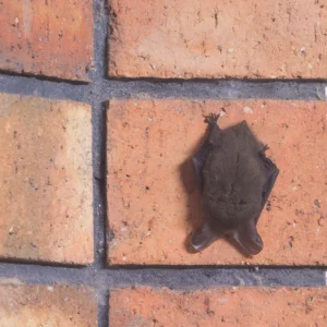 summer bat activity